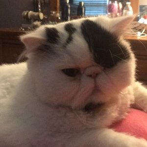 Pictures of my cat